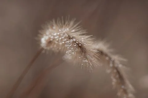 Dew drop on grass Stock-Fotos