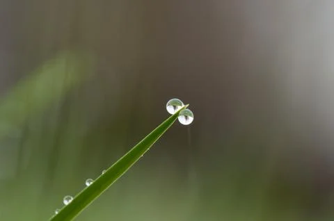 Dew drop on grass Stock Photos