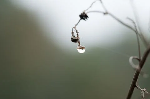 Dew drop on grass Stock Photos