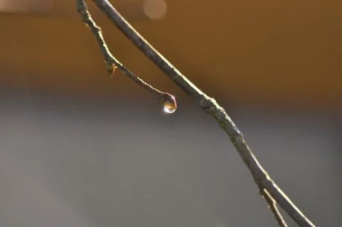 Dew drop on grass Stock Photos