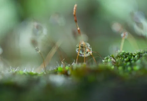 Dew drop on grass Stock Photos