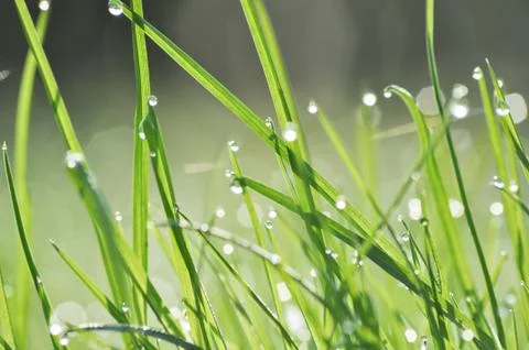 Dew drop on grass Stock Photos