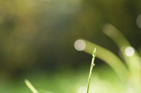 Dew drop on grass Stock Photos