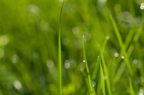 Dew drop on grass Stock Photos