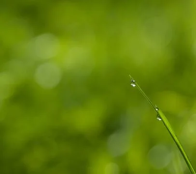 Dew drop on grass Stock Photos