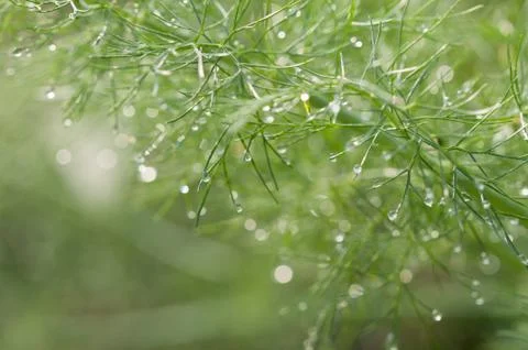 Dew drop on grass Foto stock