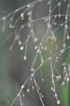 Dew drop on grass 스톡 사진