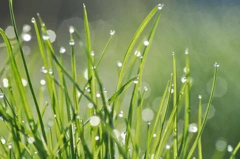 Dew drop on grass Stock Photos