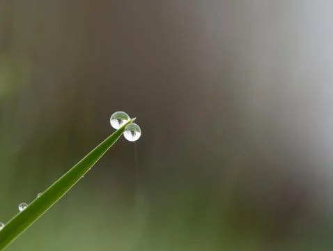 Dew drop on grass Stock Photos