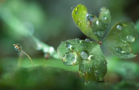 Dew drop on grass Stock Photos