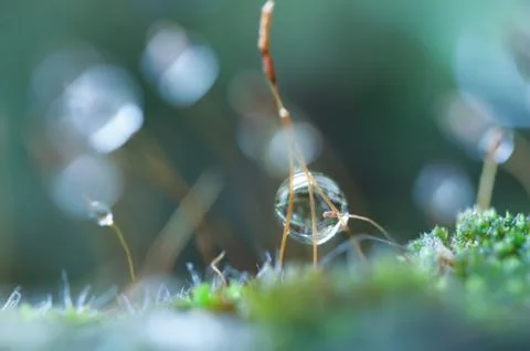 Dew drop on grass Stock Photos