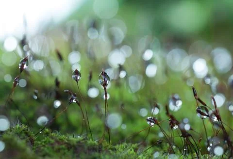 Dew drop on grass 스톡 사진