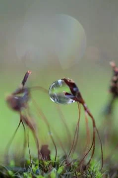 Dew drop on grass Stock Photos