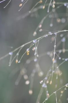 Dew drop on grass Stock Photos