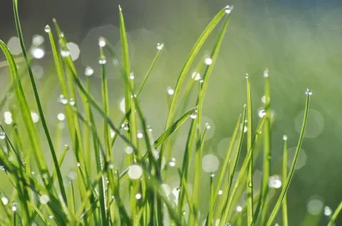 Dew drop on grass Stock Photos