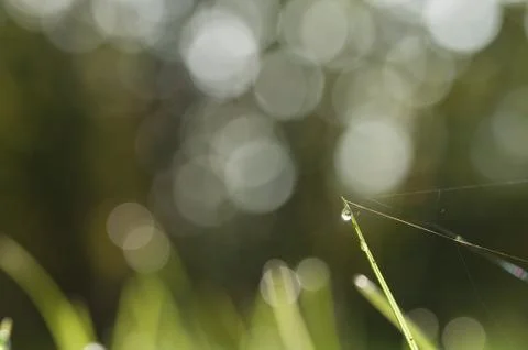 Dew drop on grass Stock Photos