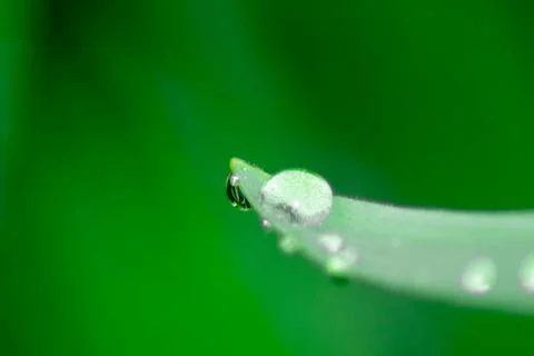 Dew drop on the grass Stock Photos