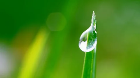 Dew drop on green grass Stock Footage 31740515