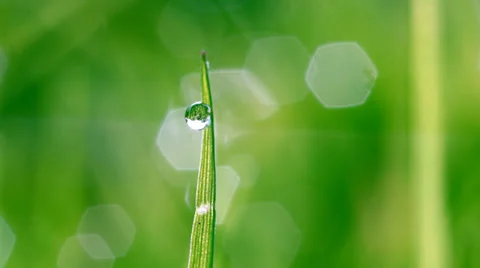 Dew drop on green grass Stock Footage 31740516