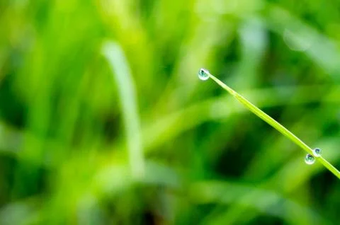 Dew Drop on green grass Stock Photos