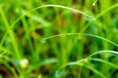 Dew Drop on green grass Stock Photos