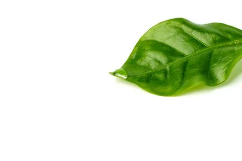 Dew drop on green leaf isolated on white Stock Photos