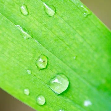 Dew drop on green leaf Stock Photos