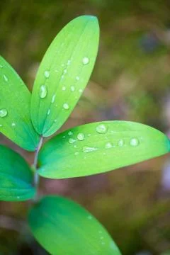 Dew drop on green leaf Stock Photos