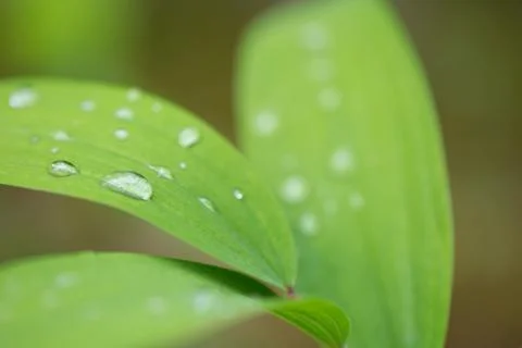 Dew drop on green leaf Stock Photos