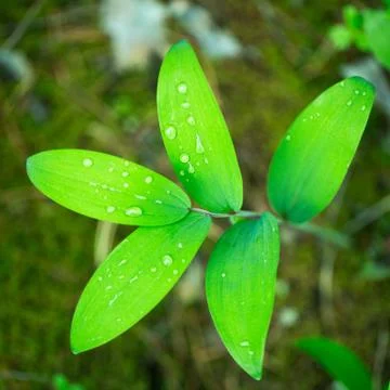 Dew drop on green leaf Stock Photos