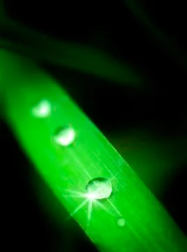 Dew Drop on Green Leaf Stock Photos
