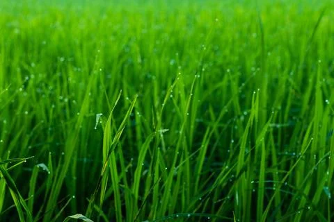 Dew drop on green paddy leaf in morning. A great moment for all. Foto stock