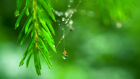 Dew drop hangs on a spider web from a spruce branch close-up footage. Stock Footage 157261964