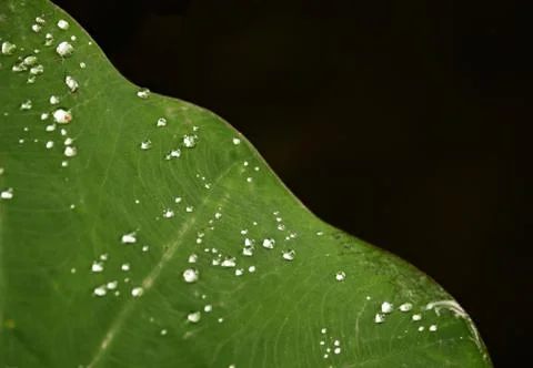 Dew drop on leaf on blurred black background Stock Photos