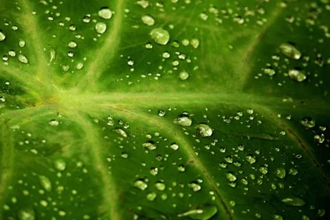 Dew drop on leaf on blurred black background Stock-Fotos
