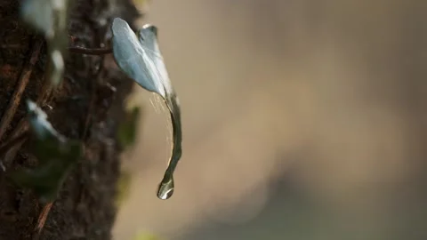 Dew Drop on a Leaf Stock Footage 303417853