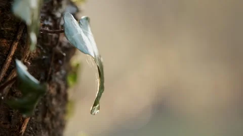 Dew Drop on a Leaf Stock Footage 303417874