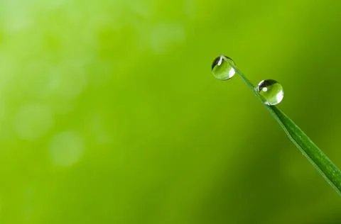 Dew drop in leaf with green bokeh background. Stock Photos