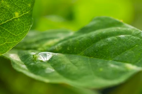 Dew drop on leaf Stock Photos