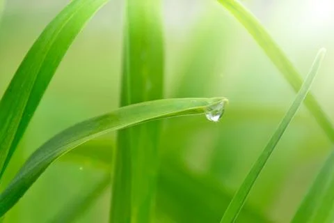 Dew drop on a leaf Foto stock