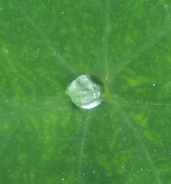 Dew drop on the leaf 스톡 사진