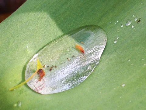 Dew Drop Macro Large Water Droplet Stock-Footage 74013602