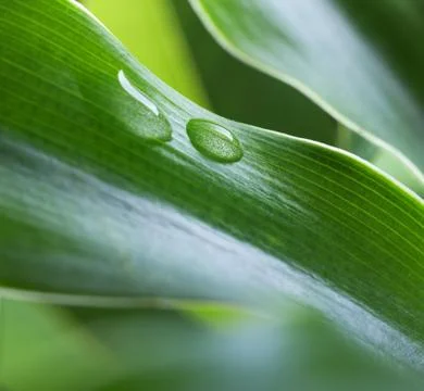 Dew drop Stock Photos