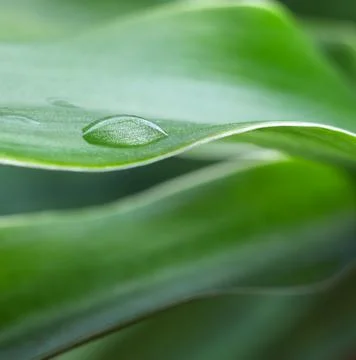 Dew drop Stock Photos