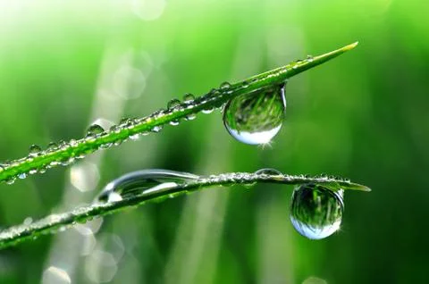Dew drop  Stock Photos