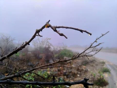 Dew drop Stock Photos