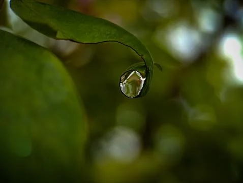 Dew drop 写真素材