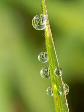Dew drop Stock Photos