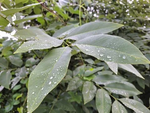 Dew drop . Stock Photos