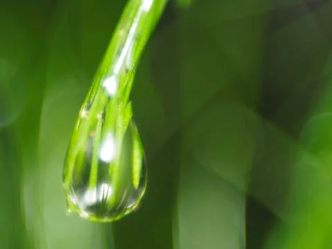 Dew Drop on a Pine Spine Stock Photos